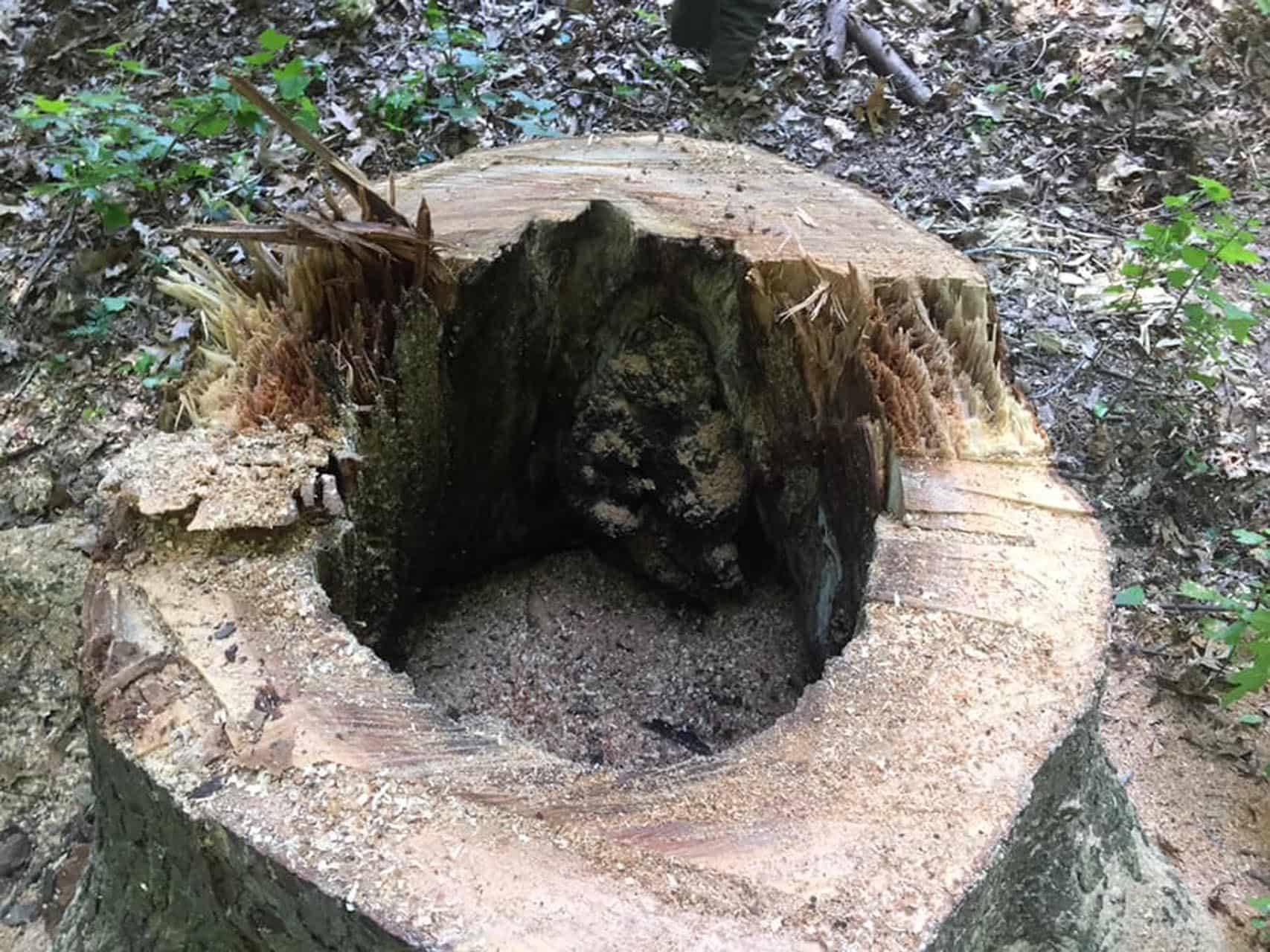 Inside of a very large tree stump in chester va
